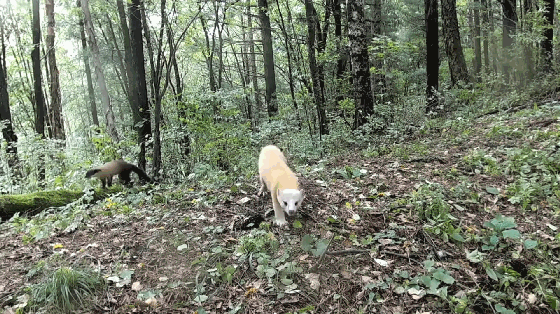 罕見!東北虎豹國家公園發現多種變異色型黃喉貂 研究價值有多高? 罕見!東北虎豹國家公園發現多種變異色型黃喉貂 研究價值有多高?