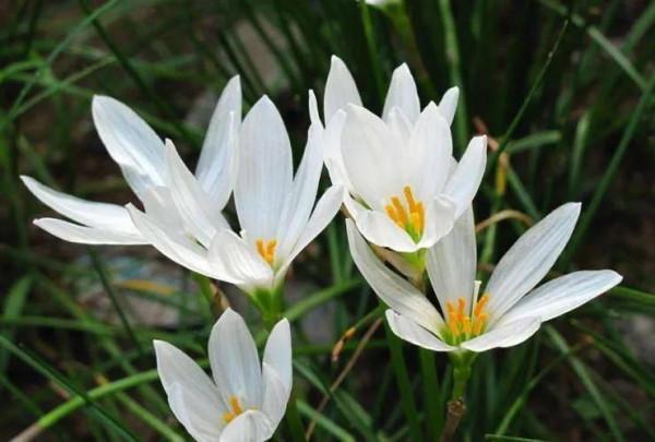 蔥蘭——花開有時（14）