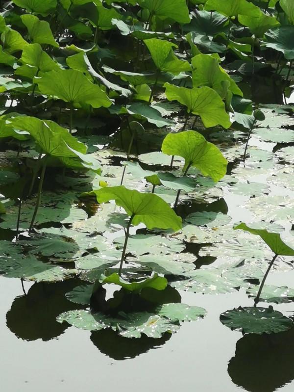 荷塘秋色,魚翔淺底 荷塘秋色,魚翔淺底