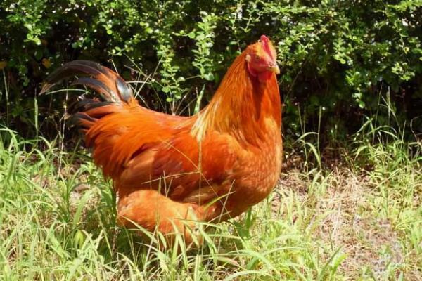 雞一般多少斤？母雞重多少千克？公雞重多少千克？