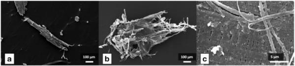 研究稱用於拖動漁網的聚合物繩索可能是微塑膠汙染的一大來源