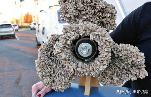 美國遭物種入侵幾十年，造成上百億經濟損失，曾逼停三次核電站