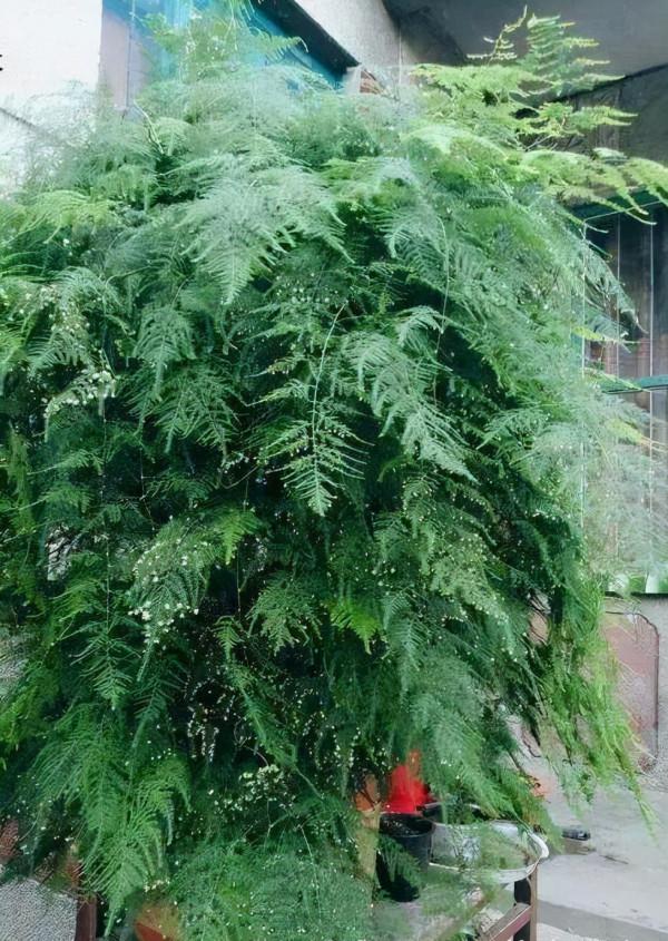 給&OpenCurlyDoubleQuote;文竹&rdquo;喝一點&OpenCurlyDoubleQuote;甜水&rdquo;，半年長到&OpenCurlyDoubleQuote;天花板&rdquo;，一點不&OpenCurlyDoubleQuote;吹牛&rdquo;