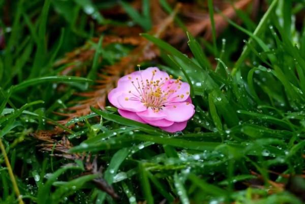 圖組丨踏著春光，迎接彌勒春暖花開