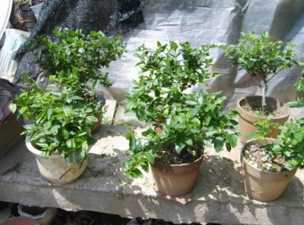 廁所不透氣,就養這“3種”花,空氣清香除臭味,再貴也要養1盆 廁所不透氣,就養這“3種”花,空氣清香除臭味,再貴也要養1盆