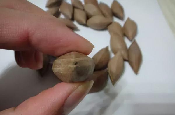 最珍貴的橄欖核 最珍貴的橄欖核