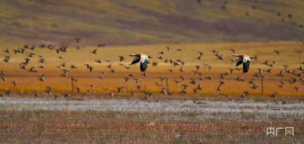 飛越萬水千山 四川多地再次迎來“候鳥旅行團”