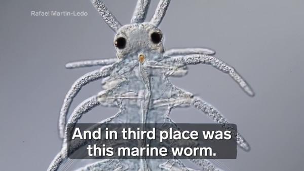 1億年前就存在！恐龍滅絕前的生物復活，讓我們對生命有了新認識