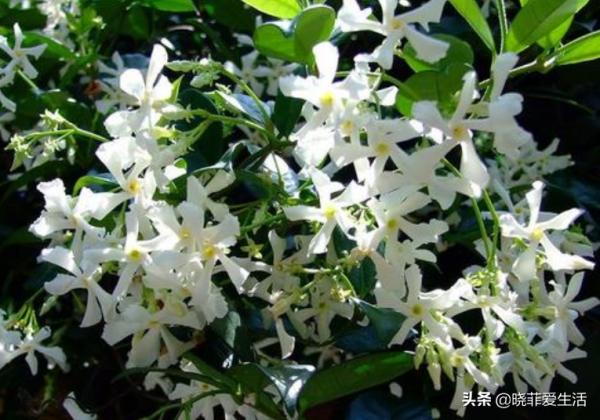 認識10種漂亮的“有毒花”，漲見識，避免傷害