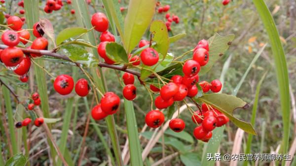 老媽童年的零食“火棘果”，稱為“袖珍蘋果”，助消化肚子餓得快