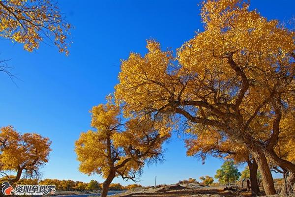 邂逅醉美金秋胡楊林