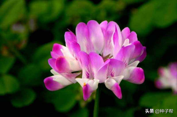 紫雲英種植技術：改良土壤、肥田的“得力助手”，營養價值頗高