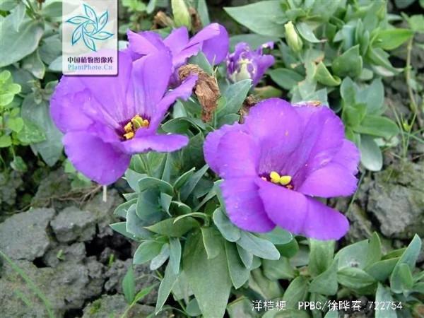 五彩斑斕洋桔梗花 五彩斑斕洋桔梗花