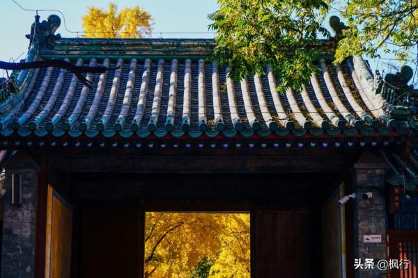 再有半個月，北京將迎來最美的季節，12個銀杏寶藏地，附機位攻略