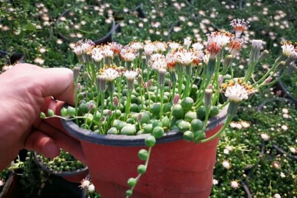 這10款多肉耐陰能力強，在室內陽臺上照樣長得漂亮，養起來真省心