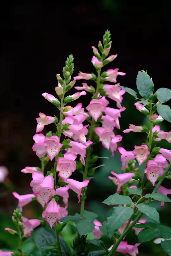 看年輕人如何玩轉小眾植物