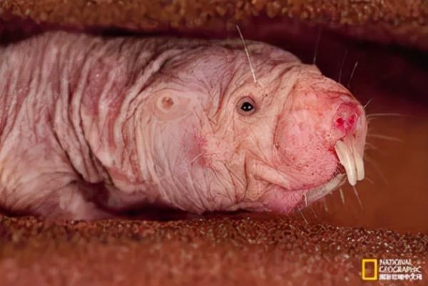 自然界不以“顏值”論英雄 | 科普 自然界不以“顏值”論英雄 | 科普