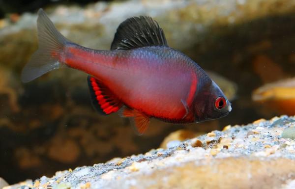 此魚長不大，繁殖離不開河蚌，曾因味苦而被嫌棄，如今10元一條