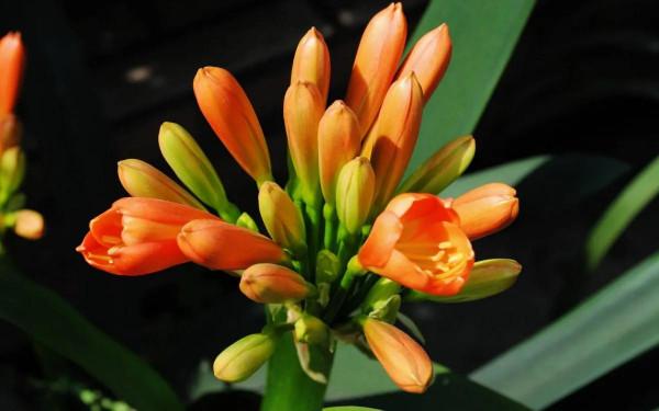 分享圖片：醉美君子蘭