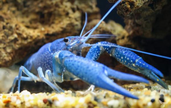 66張圖片帶你看看，那些有著驚豔“顏值”的動物