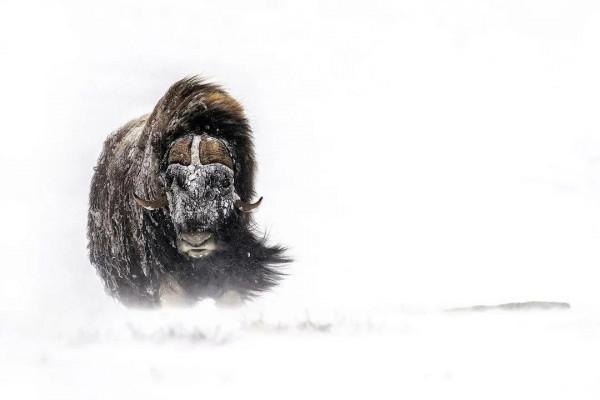 自然風·動物桌布(第十七期)——呦呦鹿鳴