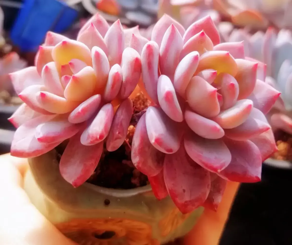 家裡養了4種花，盆越小，水越少，才能長得更旺盛