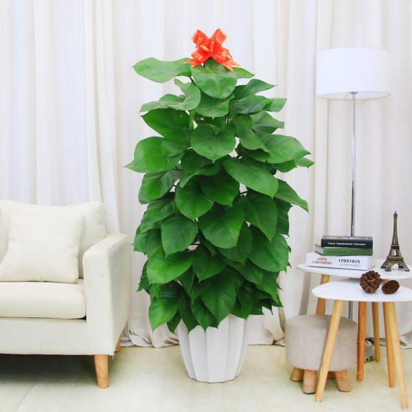 客廳想養“大盆栽”,建議從這10種裡面選,格調高寓意好,還養人 客廳想養“大盆栽”,建議從這10種裡面選,格調高寓意好,還養人