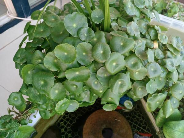 生態龜缸裡的植物介紹