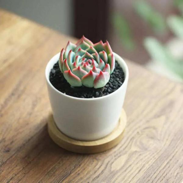 神奇的大自然之多肉植物！竟然很多都沒見過！太神奇了！（下）