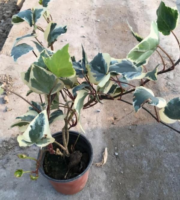 長在廢棄牆縫裡的“老藤”,被盆景大師“當寶”,做成盆景高價賣 長在廢棄牆縫裡的“老藤”,被盆景大師“當寶”,做成盆景高價賣