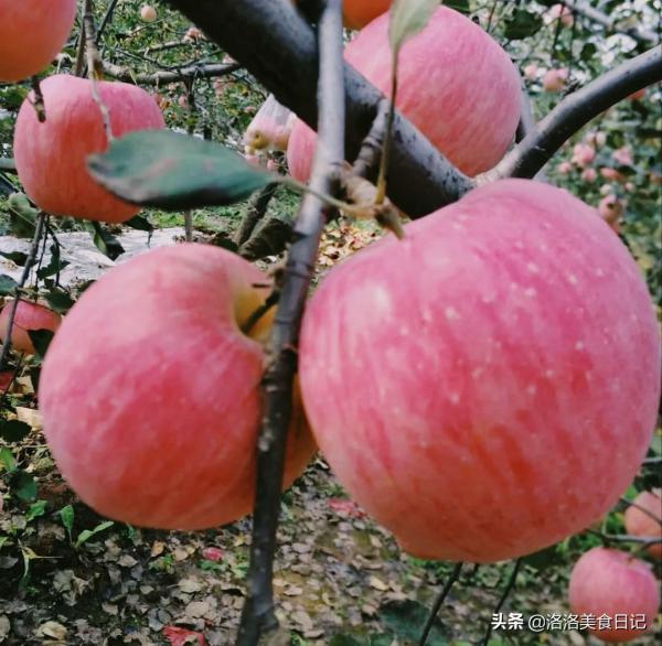 中秋團圓日，無論貧富，6種“吉祥果”端上桌，寓意吉祥營養足