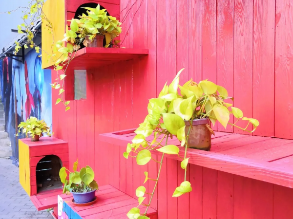 奔著體驗汽車影院而去，沒想到被周圍免費的環境吸引到了