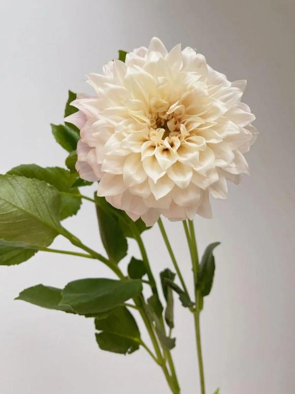 植庫‖豐富多彩的大麗花竟被冠為慘案之名？