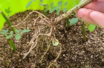 鄰居給了我一盆虎刺梅，積水爛根，讓我救救它