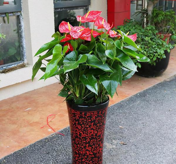 公認的12種吉祥花，適合10月養，一帆風順，紅紅火火，又美又實用