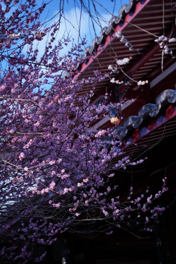 古寺梅花開，花期正當時