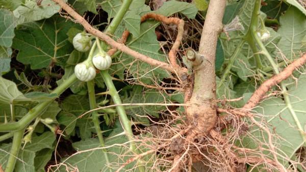 刺天茄農民見到就鋤除，用根煮水泡腳散瘀消腫，果子卻不能吃