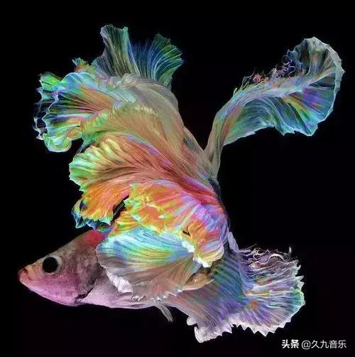 世界上最美的魚