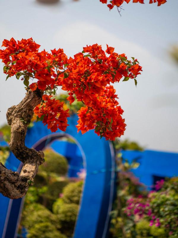 為什麼粵龍山被稱為三角梅王國？