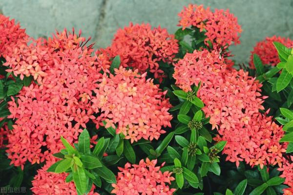 仙丹花養殖方法，仙丹花是龍船花嗎