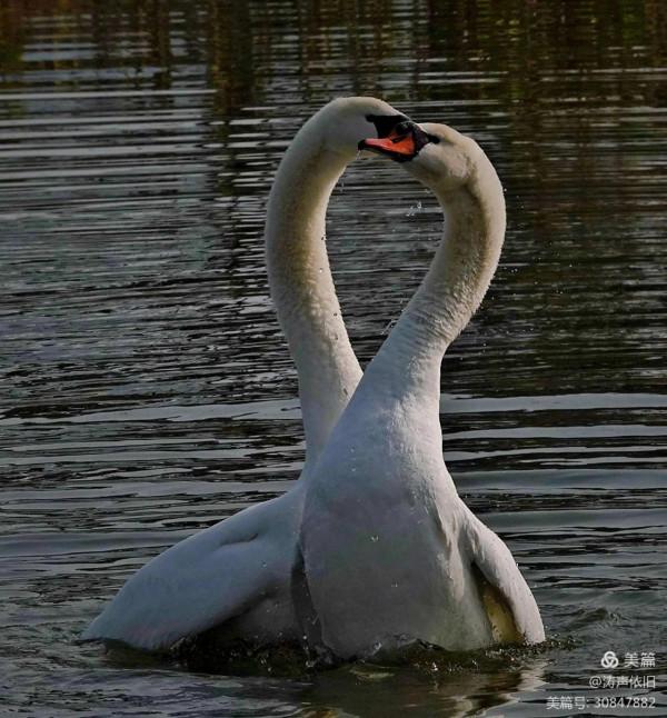 忠貞不渝 恩愛夫妻 文/濤聲依舊
