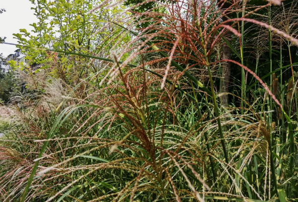 一年好景君須記 正是橙黃橘綠時