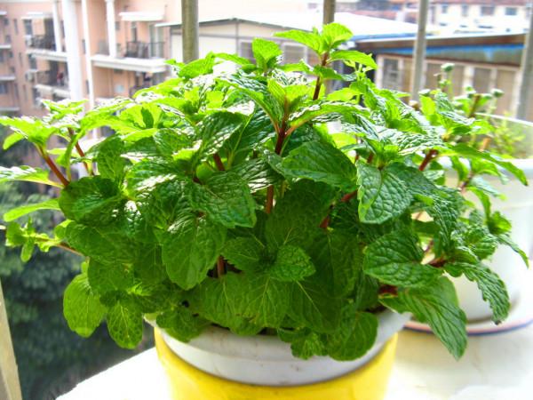 養這10種花得勤快，勤澆水、勤施肥，越養越旺