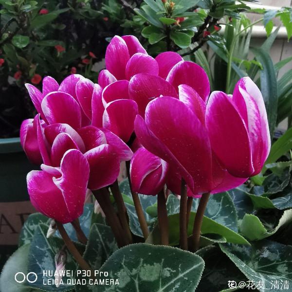 養了5年仙客來的老花匠,跟他學習後,原來爆盆秘訣這麼簡單 養了5年仙客來的老花匠,跟他學習後,原來爆盆秘訣這麼簡單