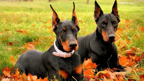 杜賓犬為什麼“不常見”，難養在哪裡