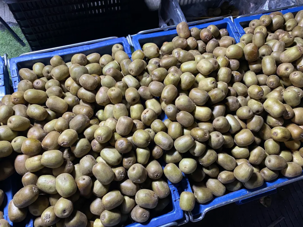 雲南紅河蒙自，大樹寨夜市