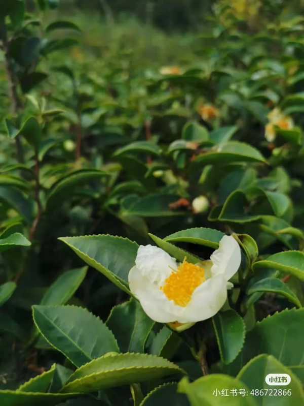冬日騰衝,方圓十里有花香 冬日騰衝,方圓十里有花香