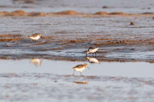 自帶吃飯勺子的小鳥——勺嘴鷸