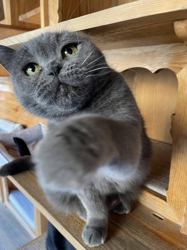 《論“肚腩”對小貓咪的重要性》