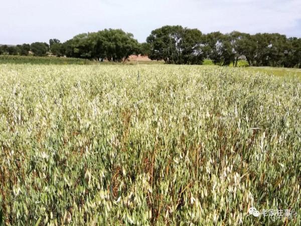 永不消失的大坡 永不消失的大坡